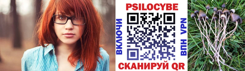 цена Звенигово kraken вход Псилоцибиновые грибы Psilocybe